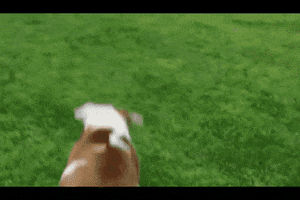 claudioaac bulldog capotando GIF