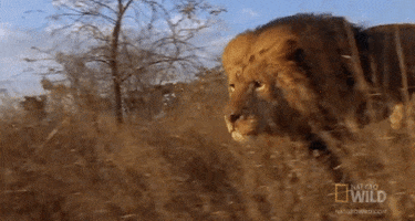on the hunt running GIF by Nat Geo Wild 