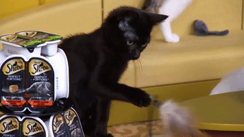 Cat GIF by Puppy Bowl