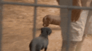 gifano  GIF