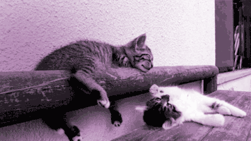 Harlo valentines day win hearts GIF