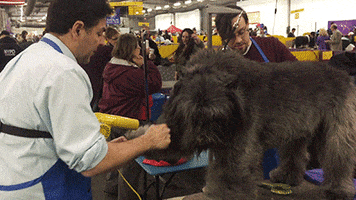 bouvier des flandres dog GIF by Westminster Kennel Club