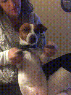 Video gif. Woman holds up a Jack Russell terrier, clapping his hands together in a standing ovation.