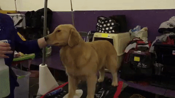 westminster dog show GIF by Westminster Kennel Club