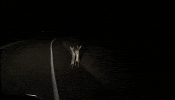 trolldongvat  GIF