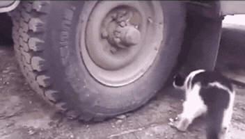 drshawy  GIF
