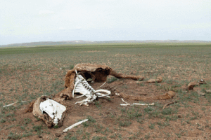redacweb rechauffement climatique mongolie GIF