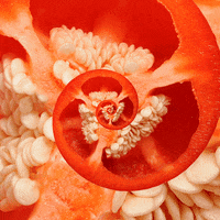 grow red pepper GIF by Feliks Tomasz Konczakowski