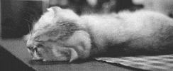 Video gif. A black and white shot of a cat turning over and looking at us backwards.