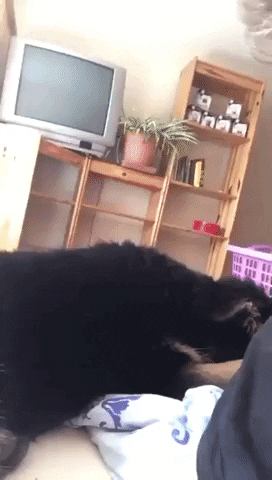 giphy.gif?cid=19f5b51ac287cd327f01319db715043c95ad6da65e803156&rid=giphy.gif