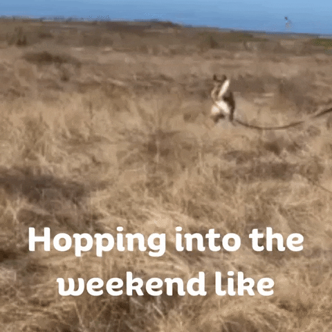 Dog Hopping GIF by Peninsula Humane Society & SPCA