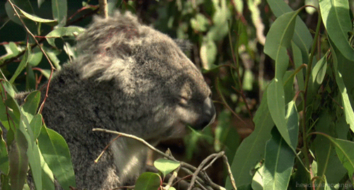 Koala Gif By Head Like An Orange Find Share On Giphy - robux maniac koala