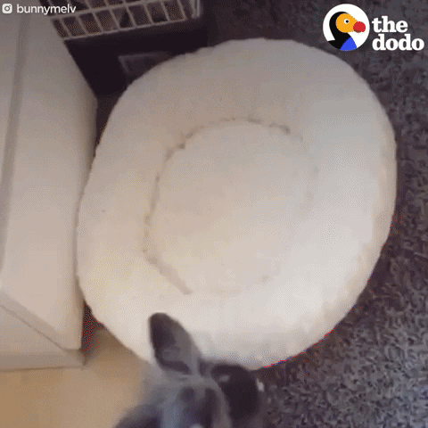 bunny rabbit GIF by The Dodo