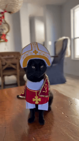 Cat GIF
