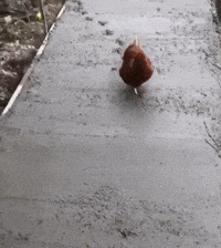 images Chicken Cross The Road Gif crossing the road gifs get the best
