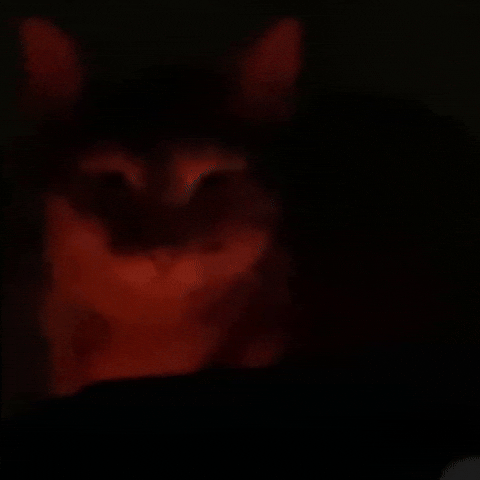 Angry Cat GIF