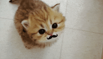 cat meowing GIF