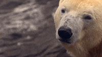 Angry National Geographic GIF by Nat Geo Wild - Find & Share on GIPHY