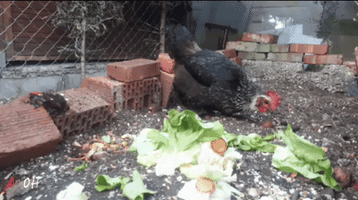 Chicken Eat GIF