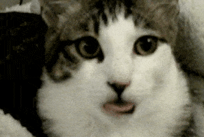 gatos taringa graciosos httpsdegatosblogspotcom parte