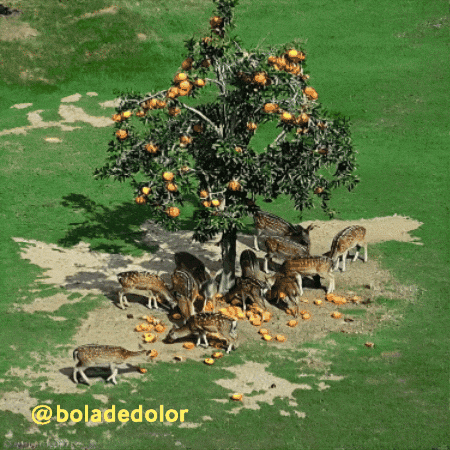 Age Of Empires Sheep GIF