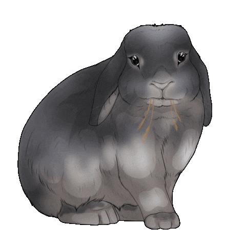 Holland Lop Rabbit Sticker