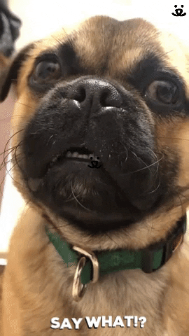 Dog What GIF by Best Friends Animal Society - Find & Share on GIPHY