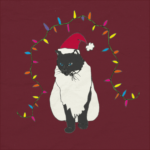 Happy Ragdoll Cat GIF by katdrawsit