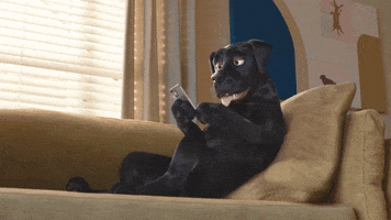 Cool Dog GIF by Fox4Pets