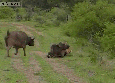 Image result for run over by a buffalo gif