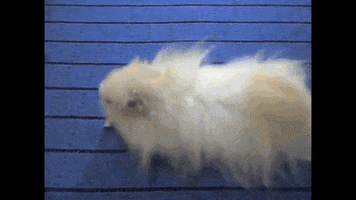 betamouse GIF by betaworks