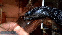 200w.gif
