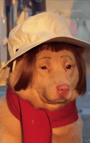Dog Chill GIF
