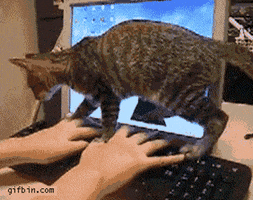 200.gif