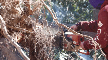 Chainsaw Cutting GIF by JC Property Professionals