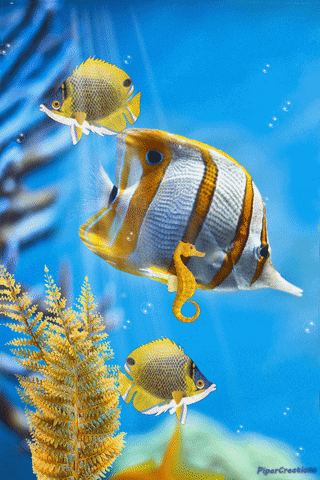 Pipercreations Fishtank Aquarium Seahorse Seaplants Water Bubbles Lightrays Fish GIF by PiperCreations