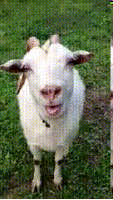 GIF