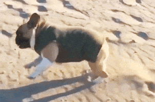 french bulldog GIF