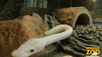 Snake Eyes GIF by Brookfield Zoo