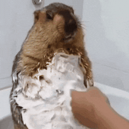 Animal GIF