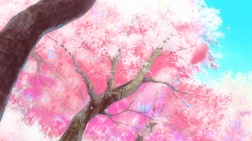 Cherry Blossom GIF  Cherry blossom, Blossom, Imagine