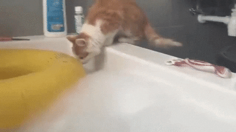 bath GIF