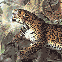 jaguar
