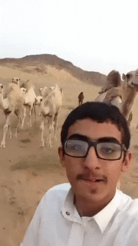 camel selfies GIF