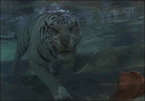 tiger eats GIF