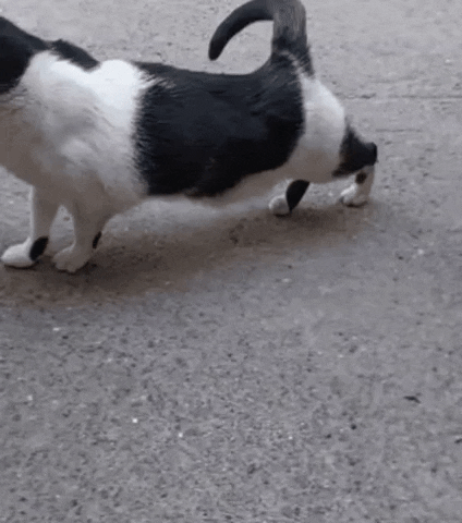 End Of Work Cat GIF by neusta infomantis