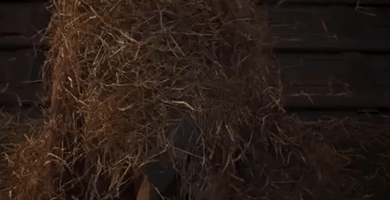 Tim Burton Dumbo GIF