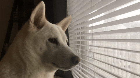 Giphy - Shiba Inu Waiting GIF by KeepUpWithJazAndYumi