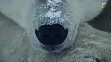 Polar Bear Hostile Planet GIF by National Geographic Channel