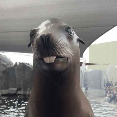 Sea Lion Lol GIF by Aquarium of the Pacific